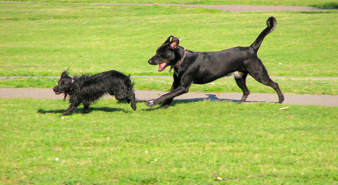 Predatory Drift What is it? How to avoid it! Emily Scott