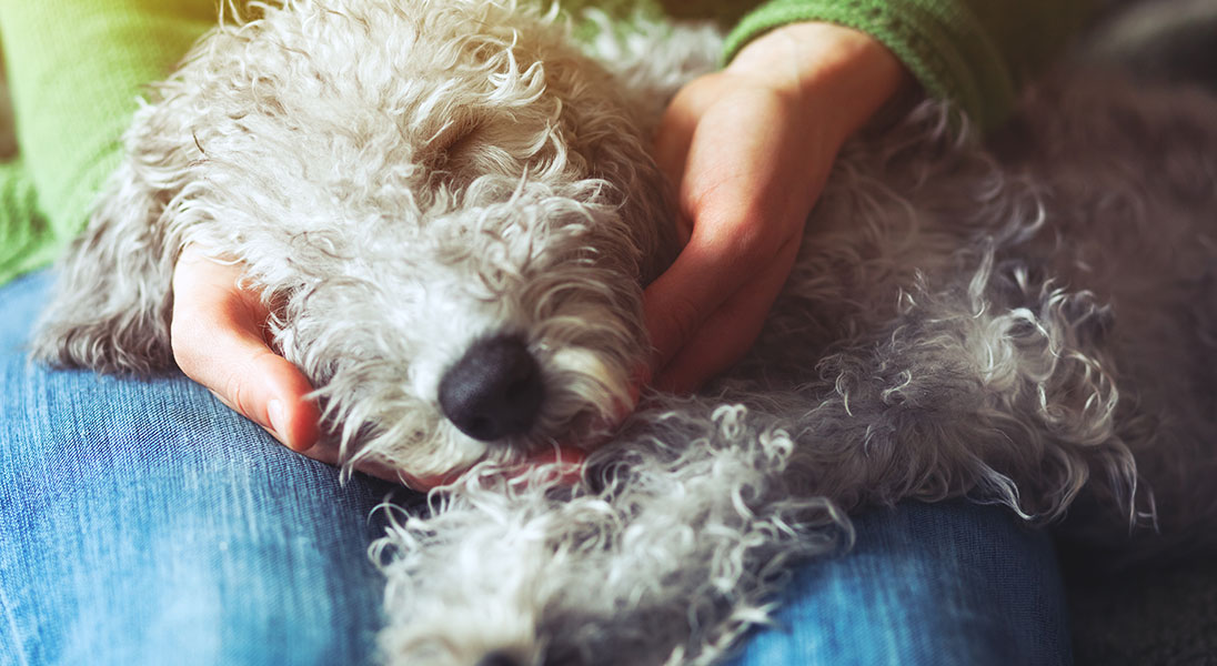 Signs of allergic anaphylaxis in dogs Emily Scott Certified Canine