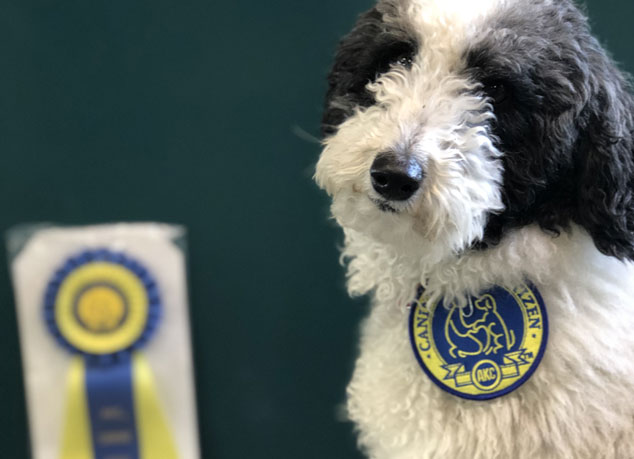 AKC Canine Good Citizen Training and Testing